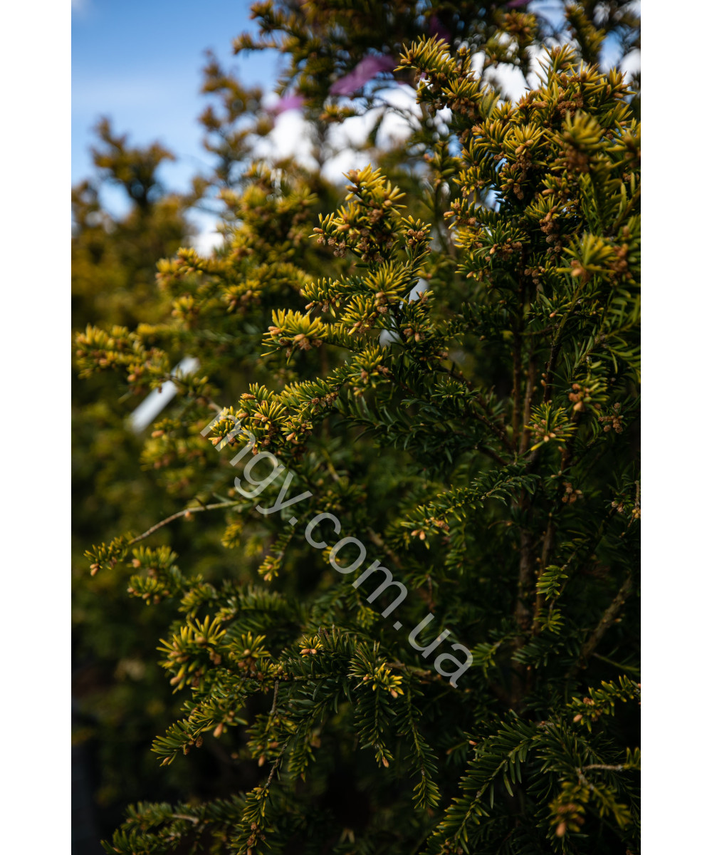 Тис ягідний Семперауреа (Taxus baccata Semperaurea)