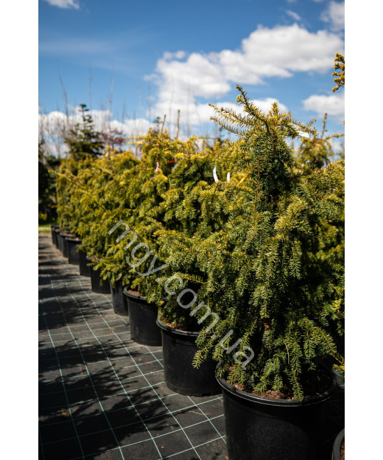 Тис Ягідний 'Довастон Ауреа' (Taxus Baccata Dovastonii Aurea)