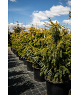 Тис Ягідний 'Довастон Ауреа' (Taxus Baccata Dovastonii Aurea)
