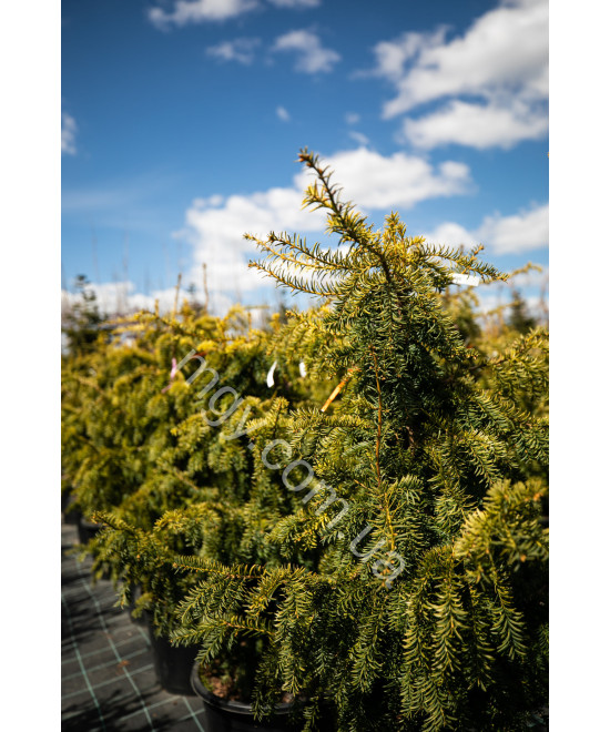 Тис Ягідний 'Довастон Ауреа' (Taxus Baccata Dovastonii Aurea)