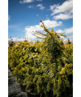 Тис Ягідний 'Довастон Ауреа' (Taxus Baccata Dovastonii Aurea)