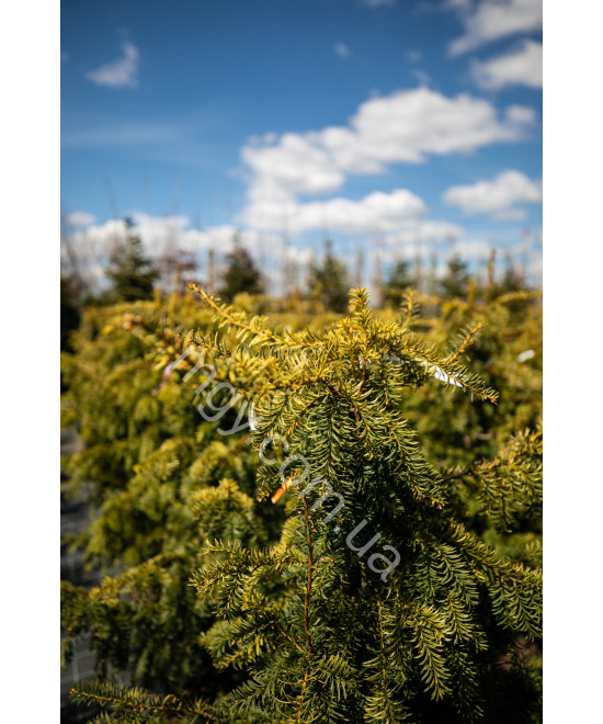 Тис Ягідний 'Довастон Ауреа' (Taxus Baccata Dovastonii Aurea)