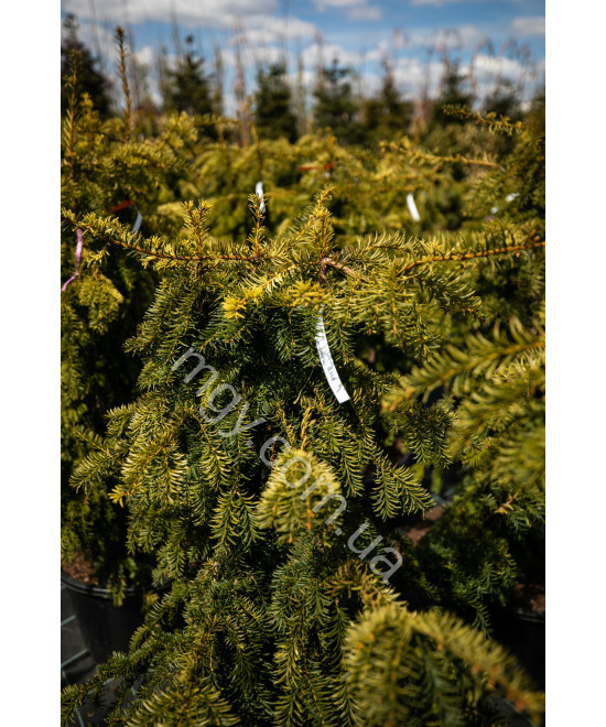 Тис Ягідний 'Довастон Ауреа' (Taxus Baccata Dovastonii Aurea)