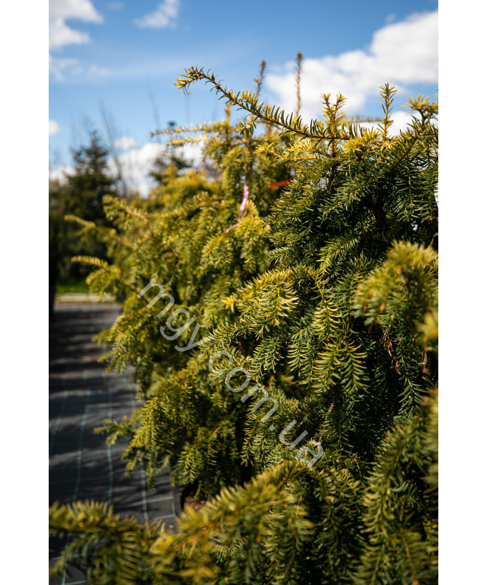 Тис Ягідний 'Довастон Ауреа' (Taxus Baccata Dovastonii Aurea)