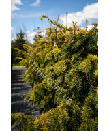Тис Ягідний 'Довастон Ауреа' (Taxus Baccata Dovastonii Aurea)