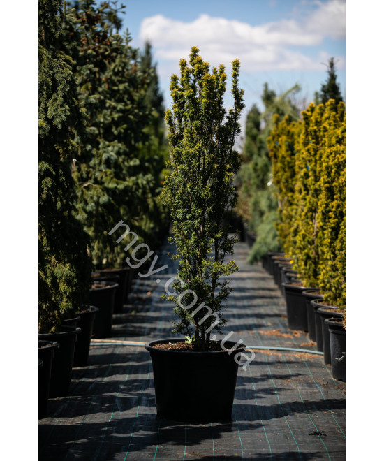Тис Ягідний 'Давід'  (Taxus Baccata David)