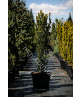 Тис Ягідний 'Давід'  (Taxus Baccata David)