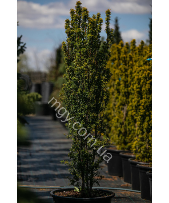 Тис Ягідний 'Давід'  (Taxus Baccata David)