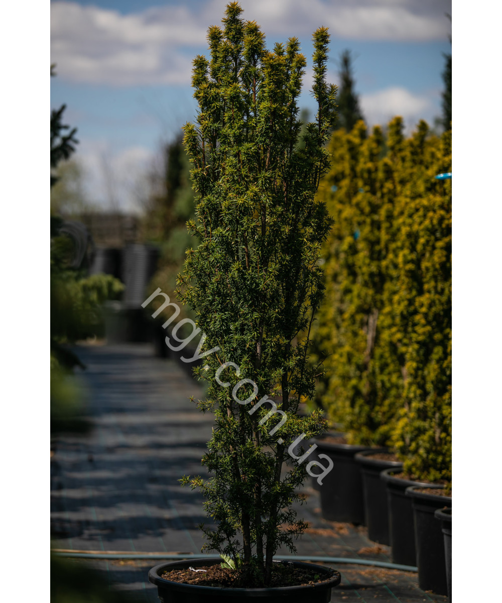 Тис Ягідний 'Давід'  (Taxus Baccata David)