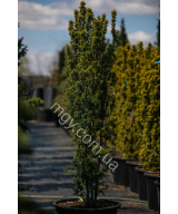 Тис Ягідний 'Давід'  (Taxus Baccata David)