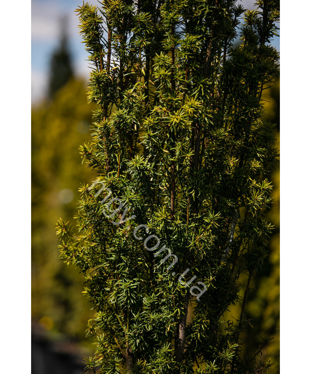 Тис Ягідний 'Давід'  (Taxus Baccata David)