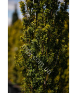 Тис Ягідний 'Давід'  (Taxus Baccata David)
