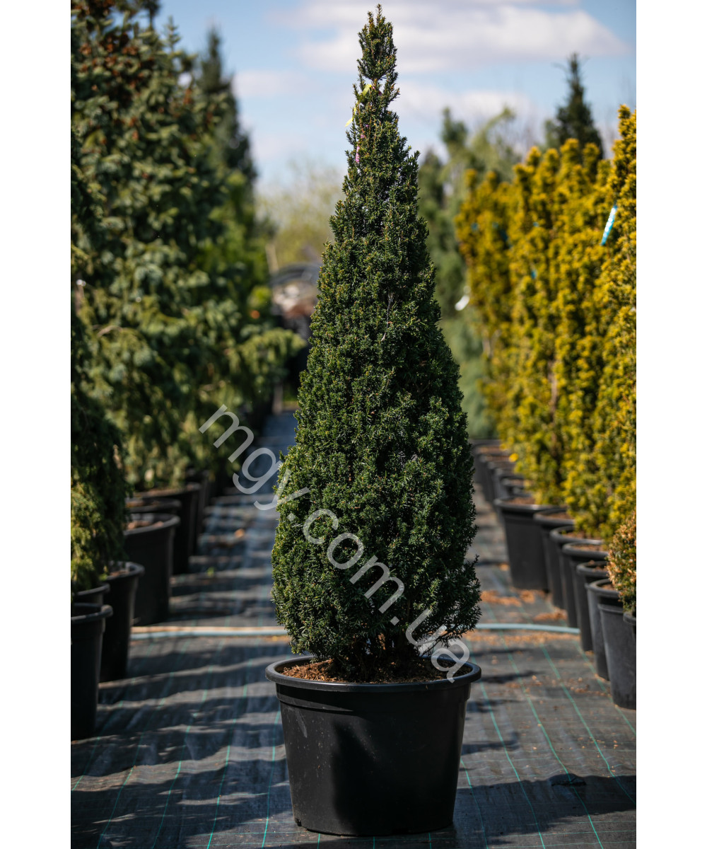 Тис середній Хіллі(Taxus media Hillii)