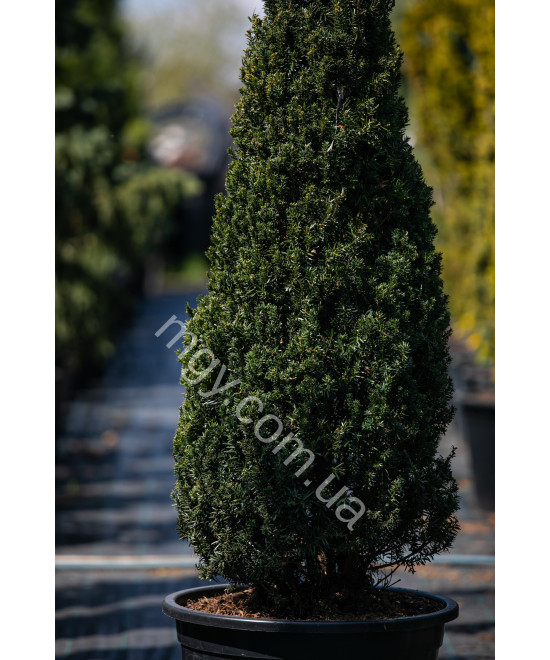 Тис середній Хіллі(Taxus media Hillii)