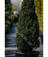 Тис середній Хіллі(Taxus media Hillii)
