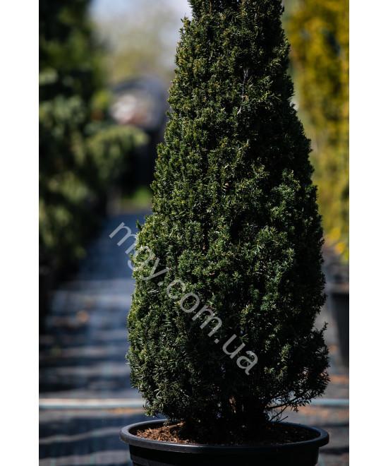 Тис середній Хіллі(Taxus media Hillii)