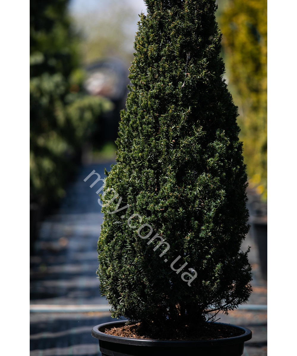 Тис середній Хіллі(Taxus media Hillii)