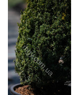 Тис середній Хіллі(Taxus media Hillii)