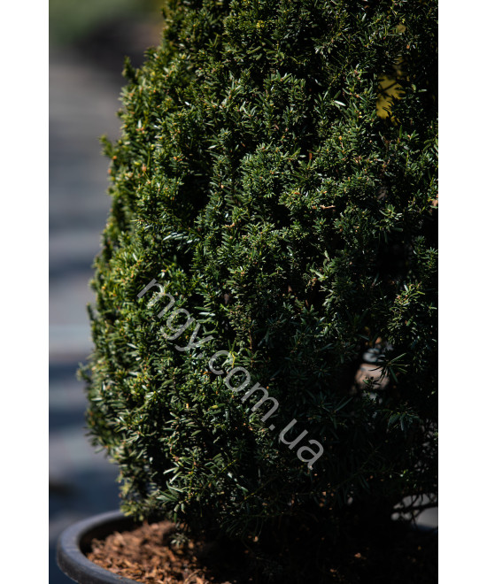 Тис середній Хіллі(Taxus media Hillii)