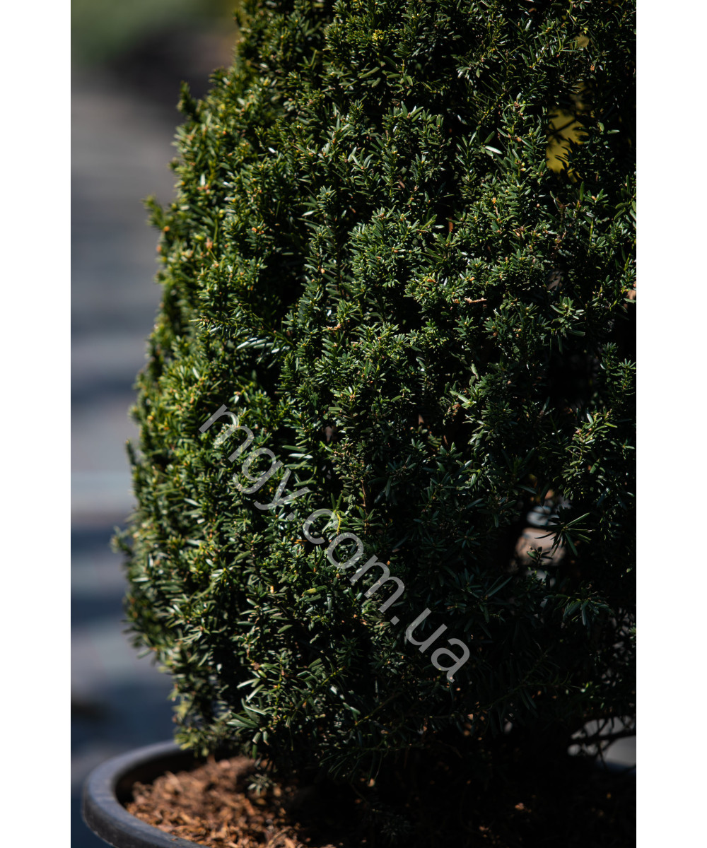 Тис середній Хіллі(Taxus media Hillii)