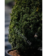 Тис середній Хіллі(Taxus media Hillii)