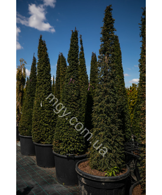 Тис середній Хіллі(Taxus media Hillii)