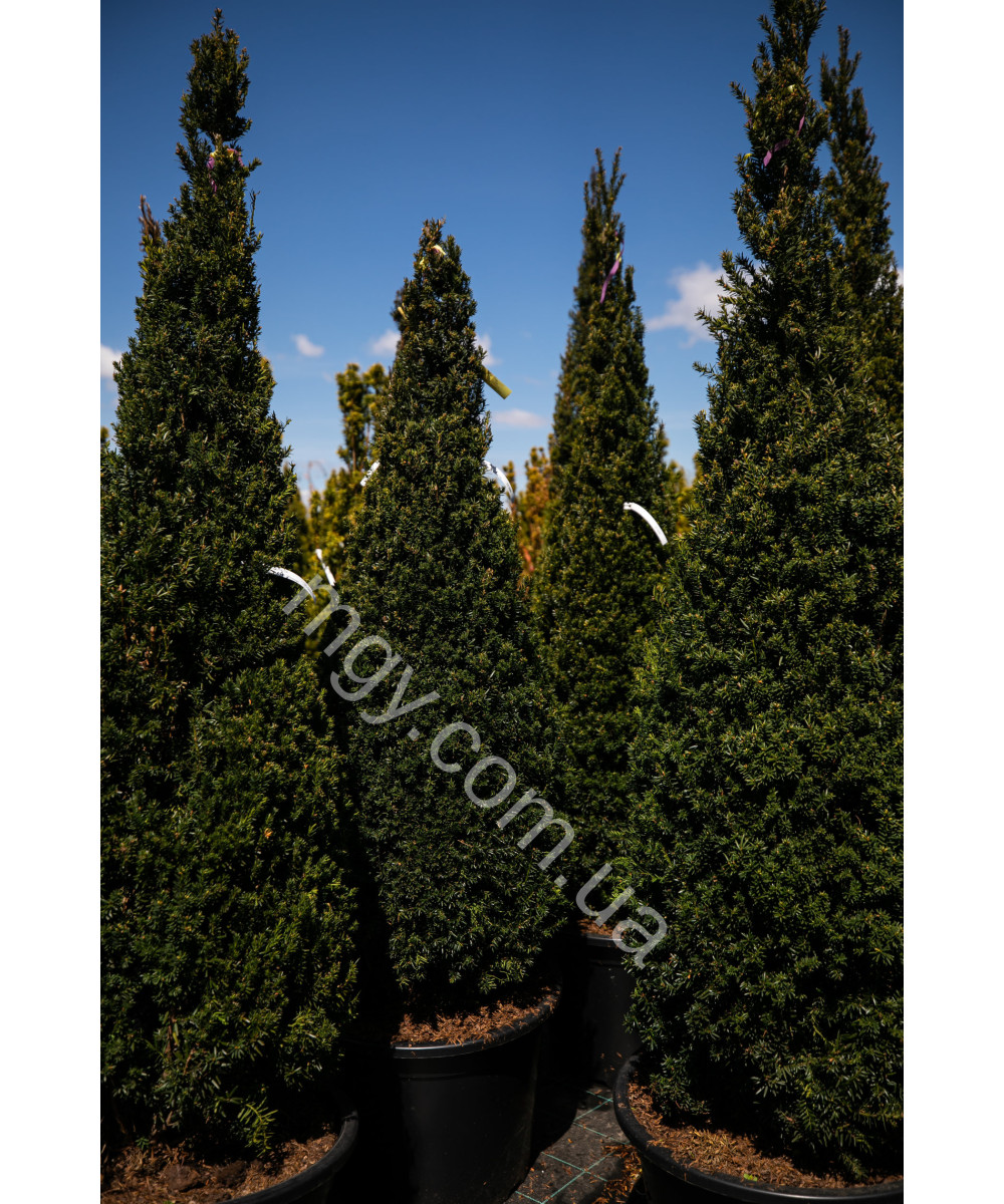 Тис середній Хіллі(Taxus media Hillii)