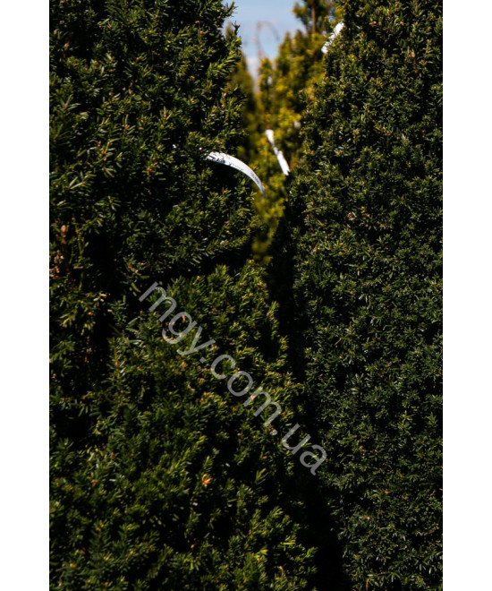 Тис середній Хіллі(Taxus media Hillii)