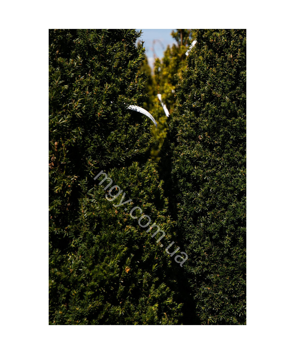 Тис середній Хіллі(Taxus media Hillii)