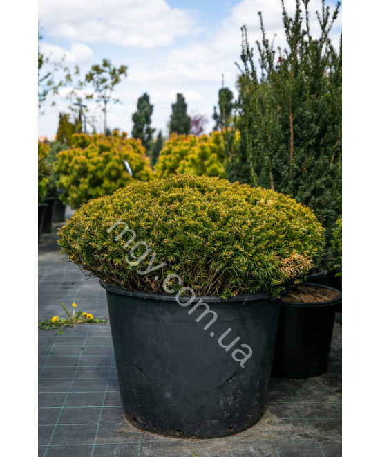 Тис звичайний (Taxus baccata)
