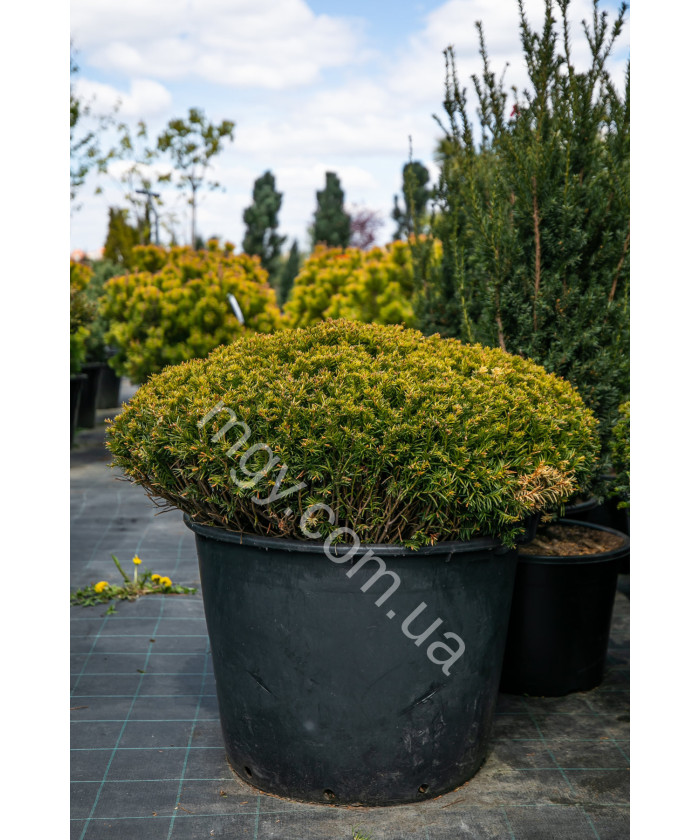 Тис звичайний (Taxus baccata)