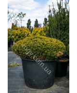 Тис звичайний (Taxus baccata)