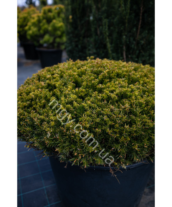 Тис звичайний (Taxus baccata)