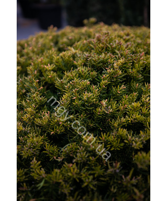 Тис звичайний (Taxus baccata)
