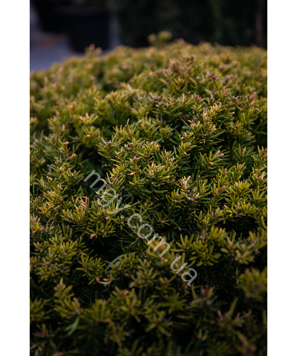 Тис звичайний (Taxus baccata)