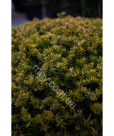 Тис звичайний (Taxus baccata)