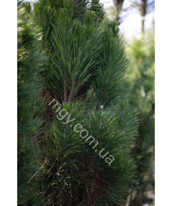 Сосна чорна/австрійська Пірамідаліс (Pinus nigra Pyramidalis)