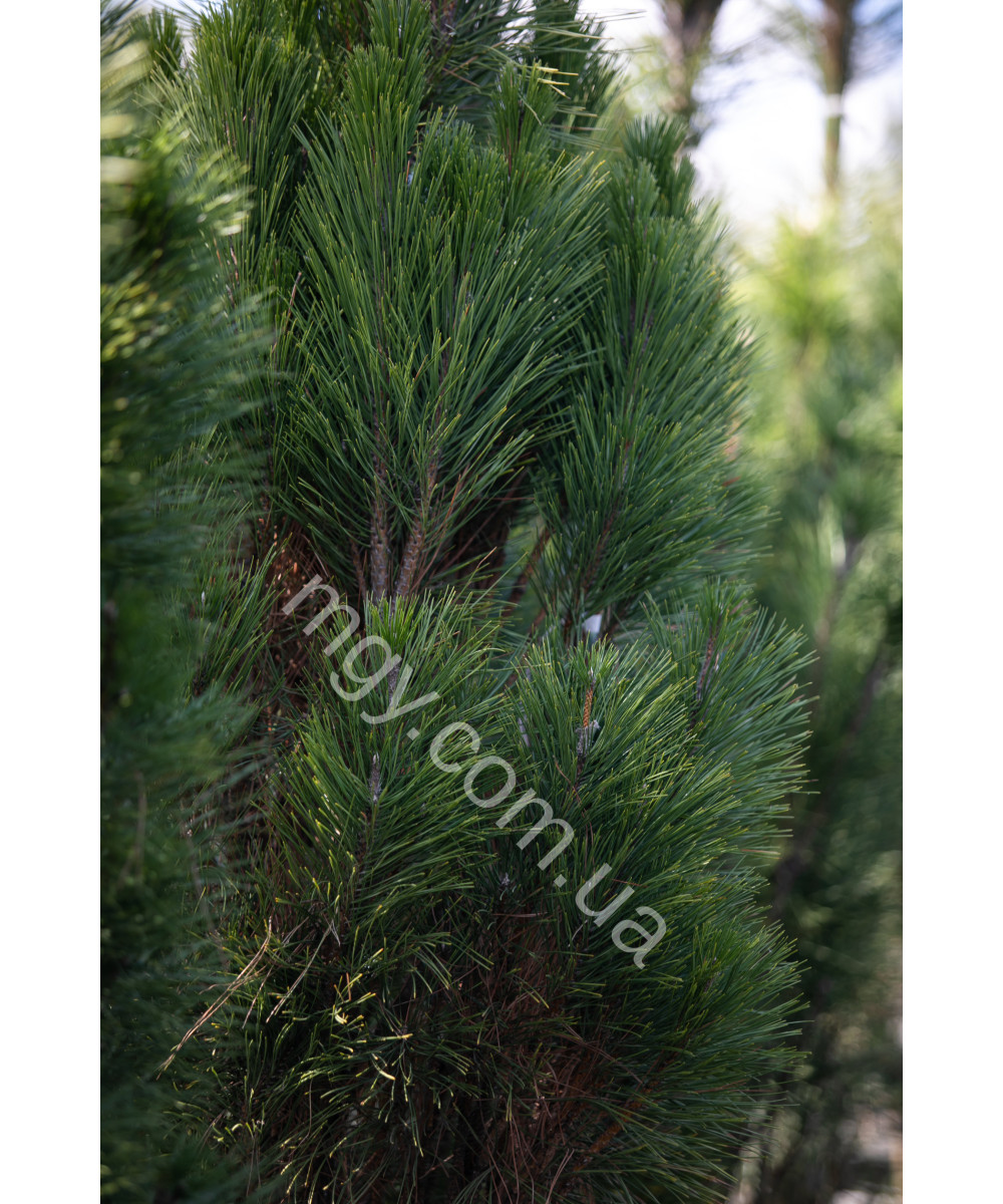 Сосна чорна/австрійська Пірамідаліс (Pinus nigra Pyramidalis)