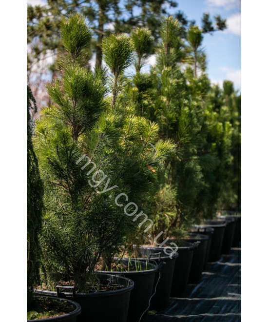 Сосна чорна/австрійська Пірамідаліс (Pinus nigra Pyramidalis)