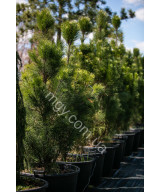 Сосна чорна/австрійська Пірамідаліс (Pinus nigra Pyramidalis)