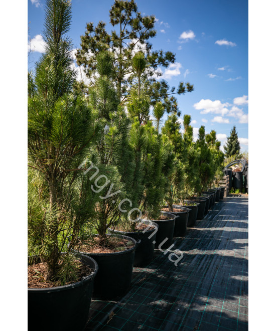 Сосна чорна/австрійська Пірамідаліс (Pinus nigra Pyramidalis)