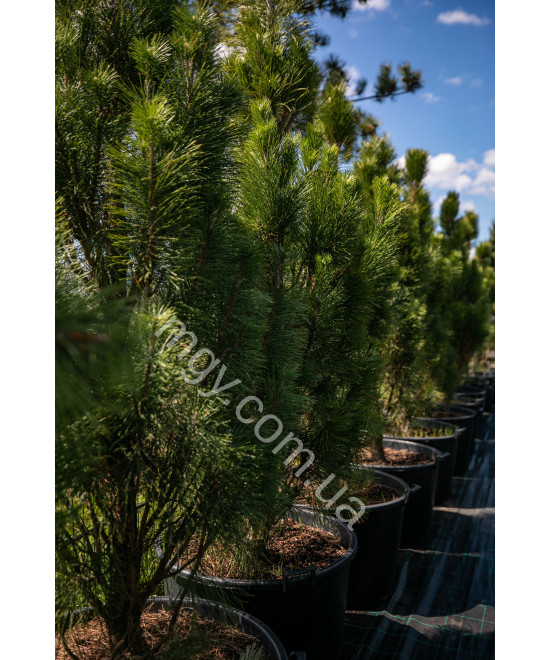 Сосна чорна/австрійська Пірамідаліс (Pinus nigra Pyramidalis)