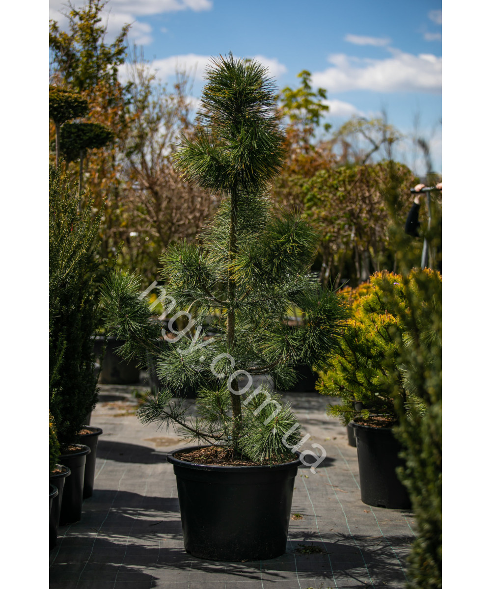 Сосна Тунберга Огон (Pinus Thunbergii Ogon)