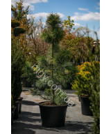 Сосна Тунберга Огон (Pinus Thunbergii Ogon)