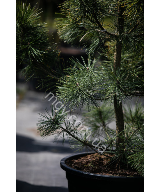 Сосна Тунберга Огон (Pinus Thunbergii Ogon)