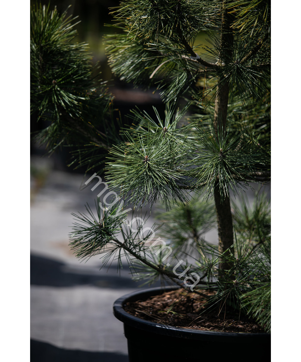 Сосна Тунберга Огон (Pinus Thunbergii Ogon)