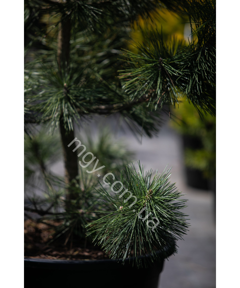 Сосна Тунберга Огон (Pinus Thunbergii Ogon)