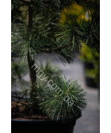 Сосна Тунберга Огон (Pinus Thunbergii Ogon)