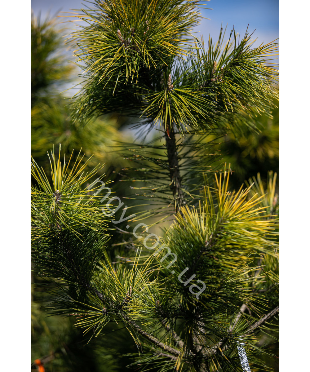 Сосна Тунберга Огон (Pinus Thunbergii Ogon)