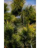 Сосна Тунберга Огон (Pinus Thunbergii Ogon)